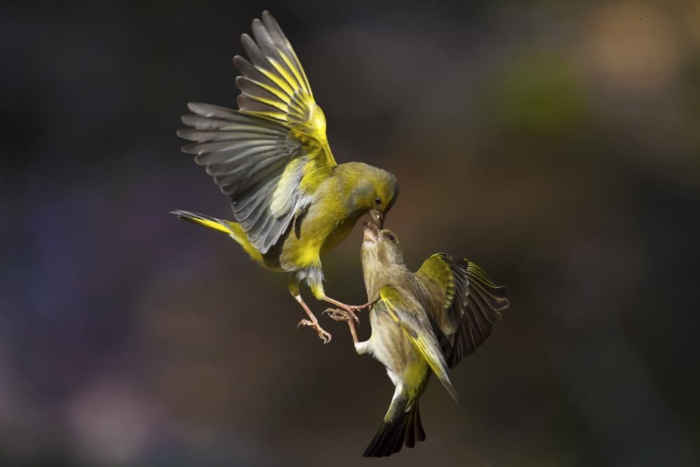 Greenfinch Feeding Flight by Marco Redaelli — canvas wall art