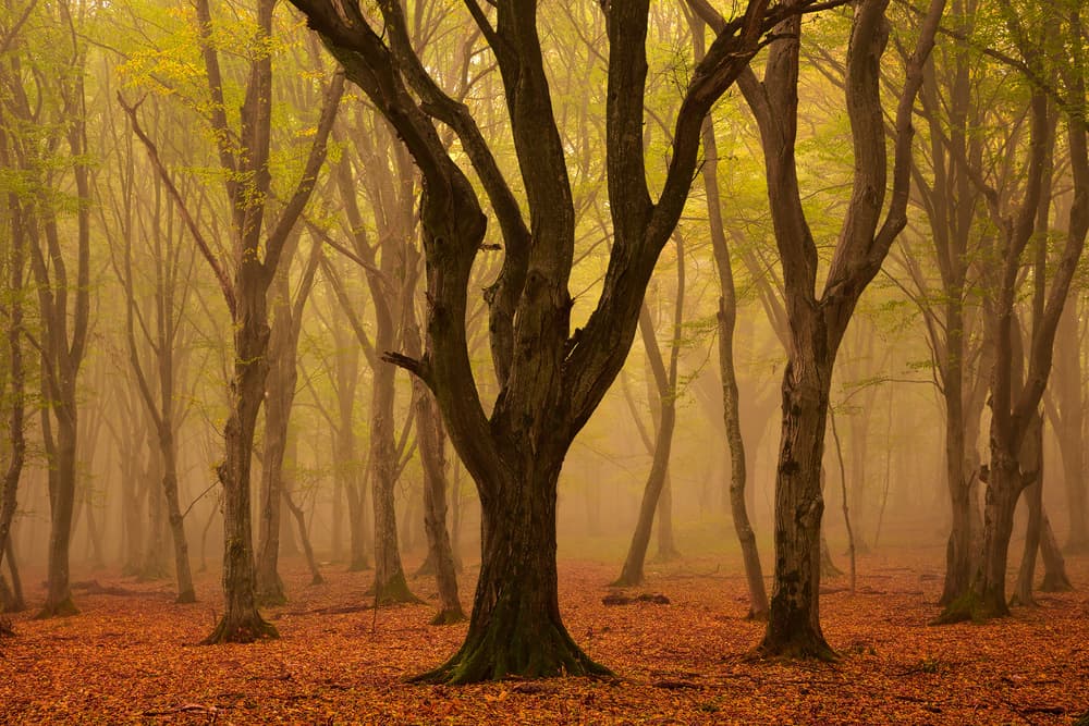 Misty Autumn Forest by Lazar Ioan Ovidiu — canvas wall art