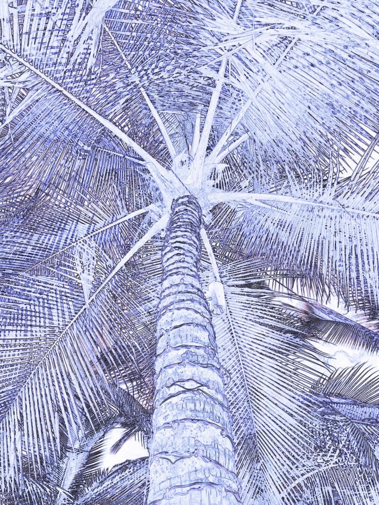 Skyward Palm Tree by Santhosh ch — canvas wall art