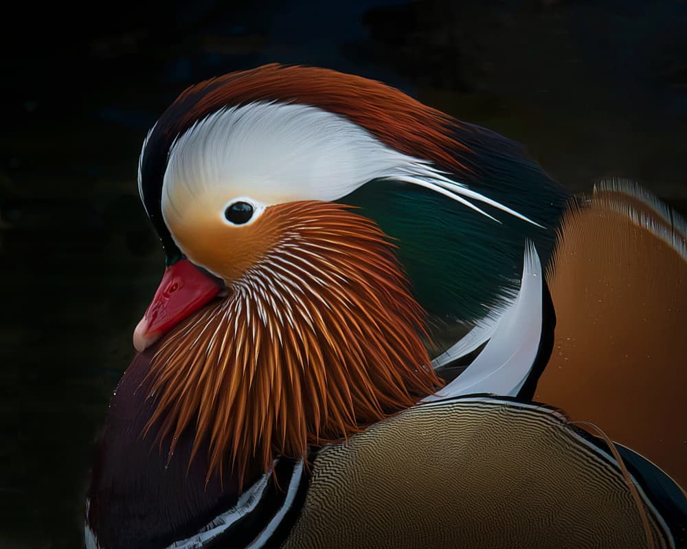 Vibrant Mandarin Duck by Erik Engström — canvas wall art