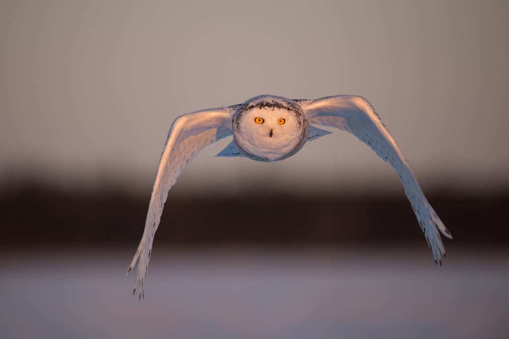 Snowy Owl Golden Flight by Marco Pozzi — canvas wall art