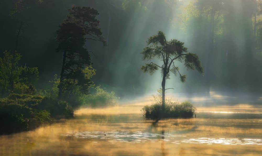 Lone Tree Misty Lake by Wim Denijs — canvas wall art