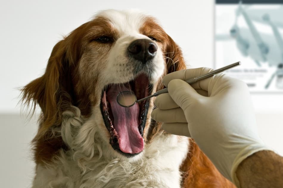 Dog Dental Exam by Mister Solo — canvas wall art