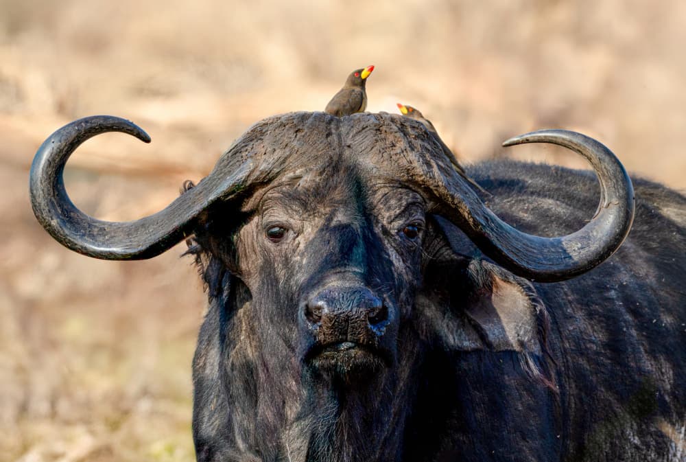 Cape Buffalo And Oxpeckers by Yanny Liu — canvas wall art