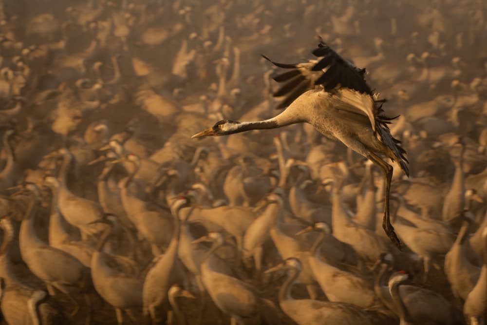 Golden Crane Flight by Guy Wilson — canvas wall art