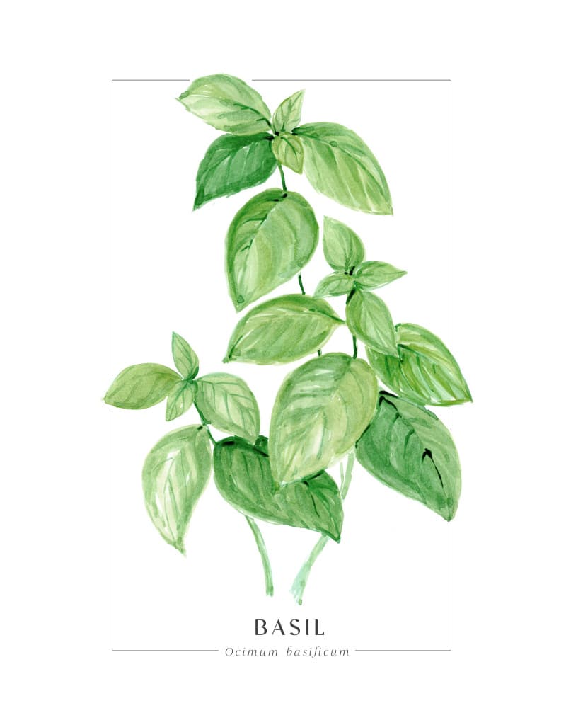 Fresh Basil Leaves by Rosana Laiz Blursbyai — canvas wall art