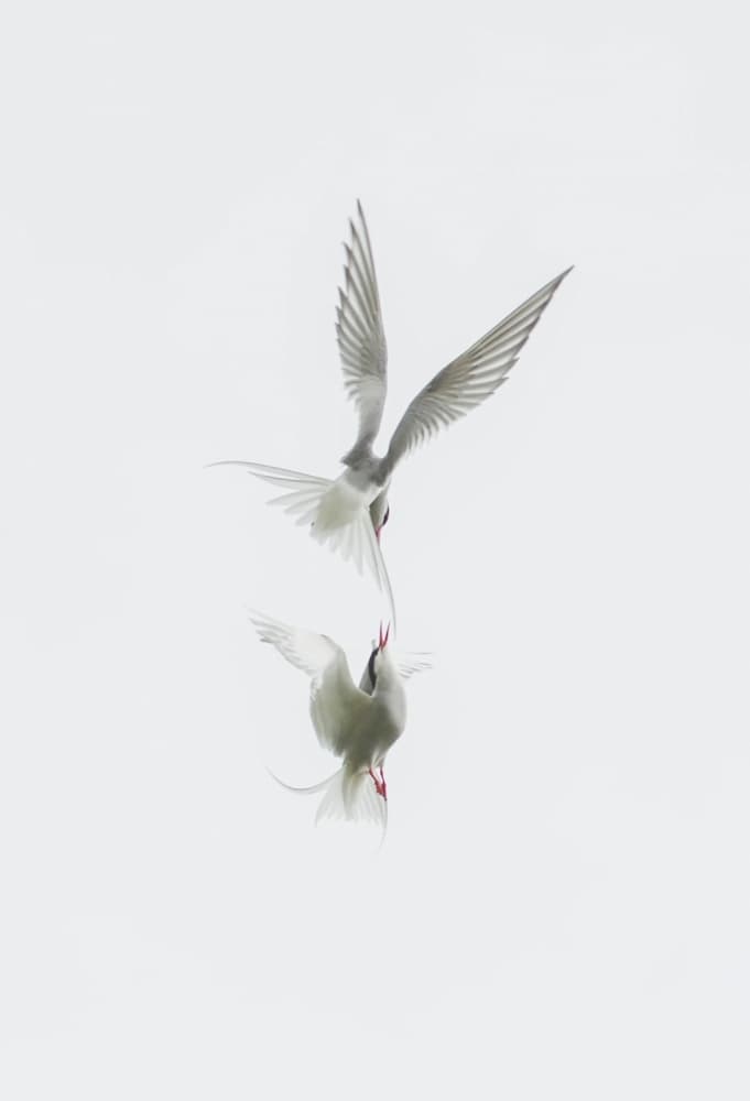 Arctic Terns Midair by Jure Kravanja — canvas wall art