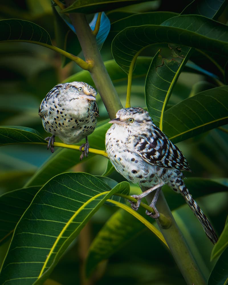Two Speckled Birds Perched by Lisandro PEREZ — canvas wall art