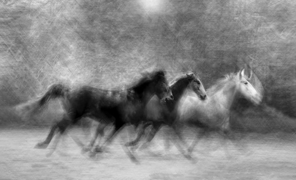 Running Wild Horses by Milan Malovrh — canvas wall art