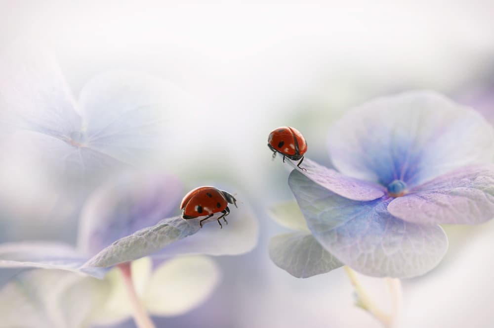 Soft Hydrangea Ladybugs by Ellen van Deelen — canvas wall art