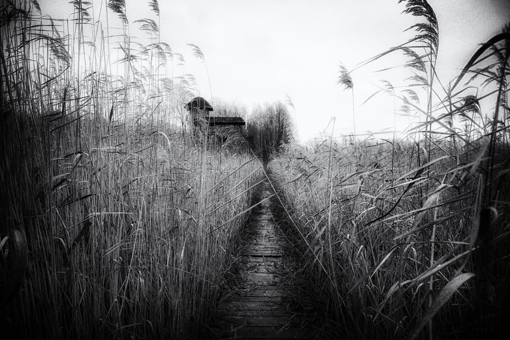 Mysterious Reed Pathway by Maryse Dardaillon — canvas wall art