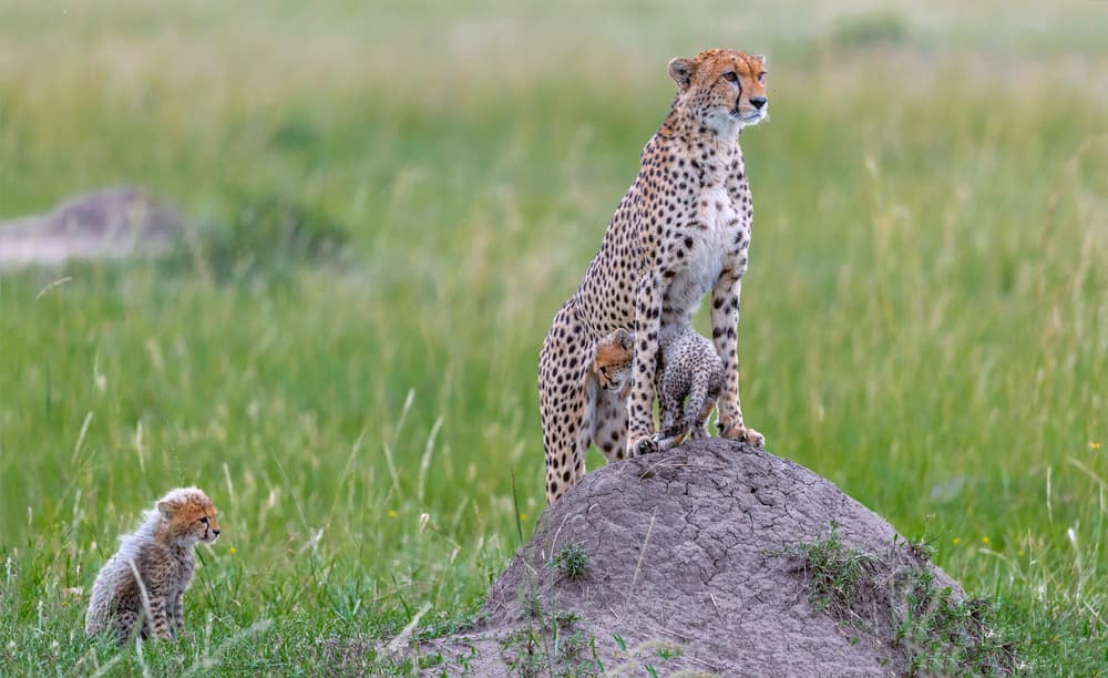 Watchful Cheetah Family by Roshkumar — canvas wall art