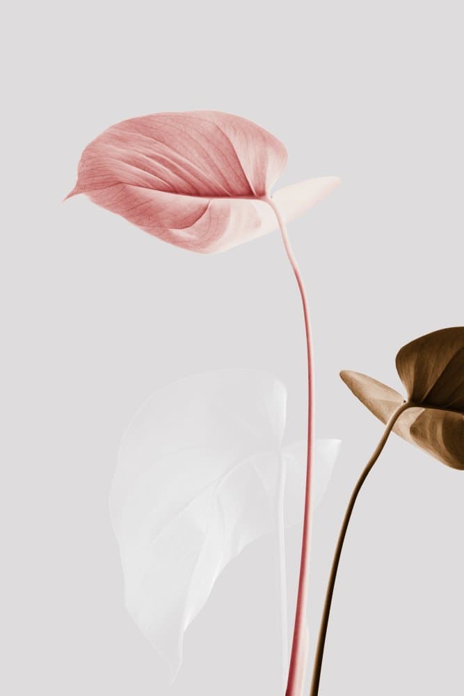 Soft Pink Foliage by Pictufy Studio III — canvas wall art