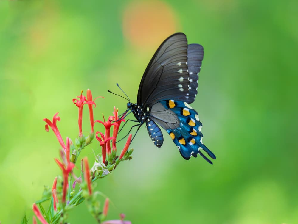 Blue Black Butterfly Blooms by Mike He — canvas wall art