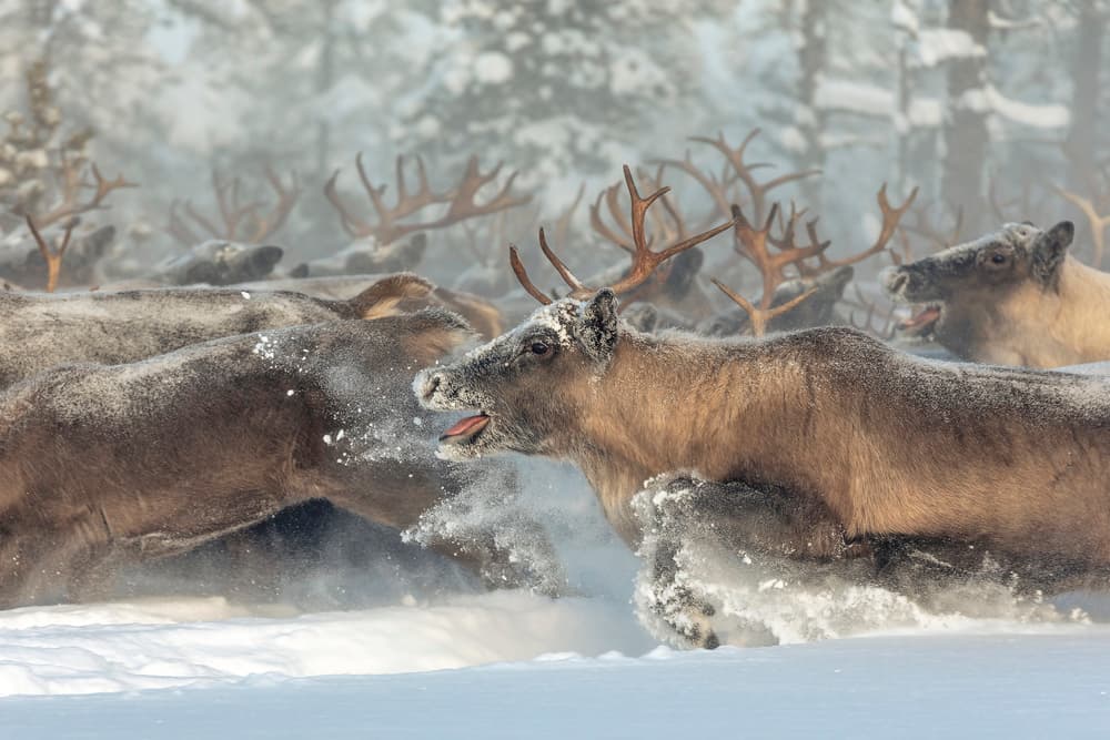 Running Reindeer Herd by Patrik Minar — canvas wall art