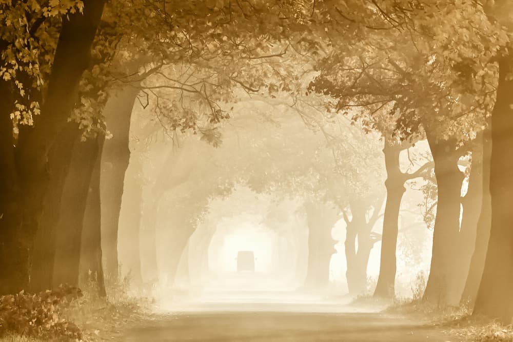 Path of Golden Light by Dmitry Kulagin — canvas wall art