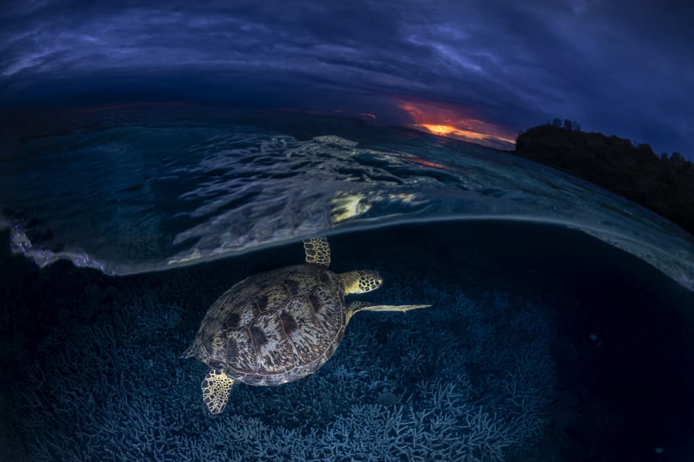 Sea Turtle Twilight Swim by Barathieu Gabriel — canvas wall art