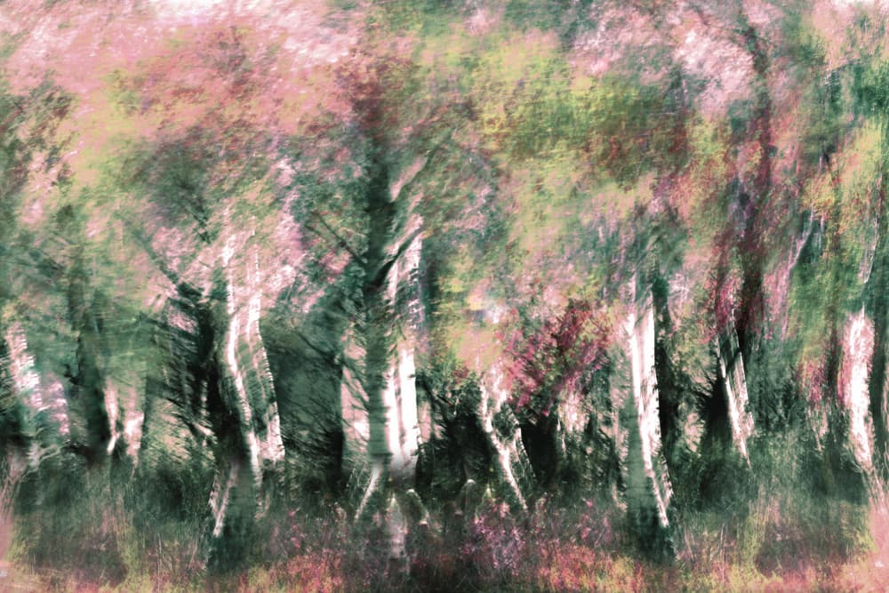 Ethereal Forest Dream by Christina Sillen — canvas wall art