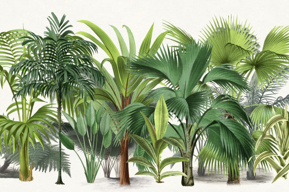 Lush Tropical Plants by Andrea Haase — canvas wall art