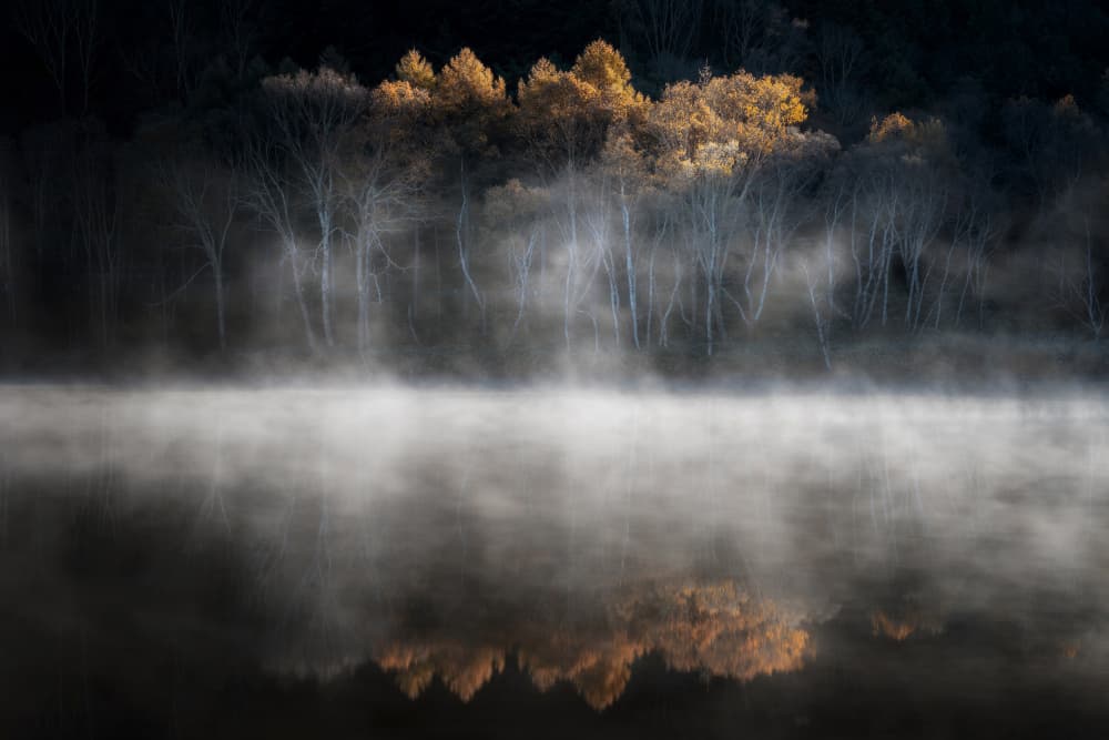 Golden Trees Morning Mist by Mutsumi Iwakura — canvas wall art