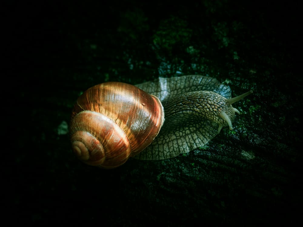 Crawling Garden Snail by Dragan Trosic — canvas wall art