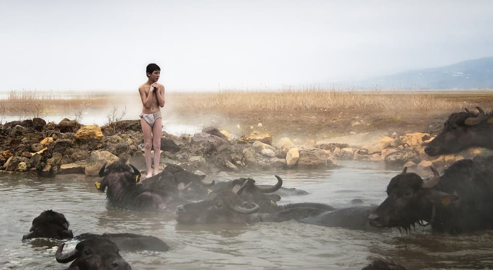 Cold Boy Water Buffalo by Burak Senbak — canvas wall art