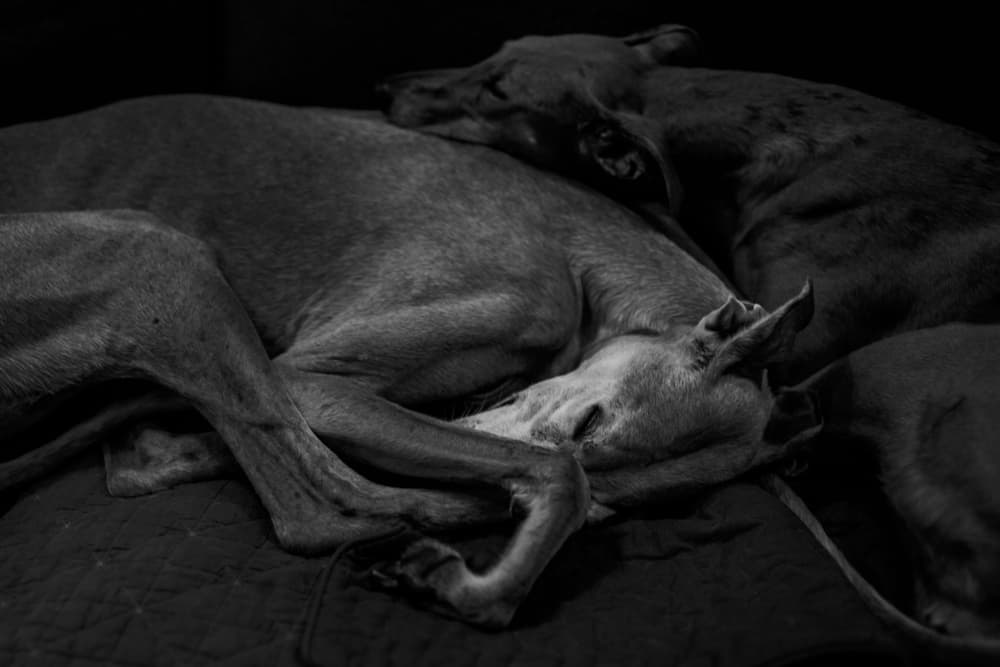 Cozy Sleeping Dogs by Liesbeth van der Werf — canvas wall art