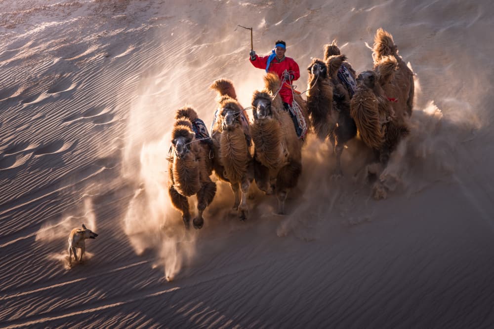 Desert Camels Charging by Grace Guo APA — canvas wall art