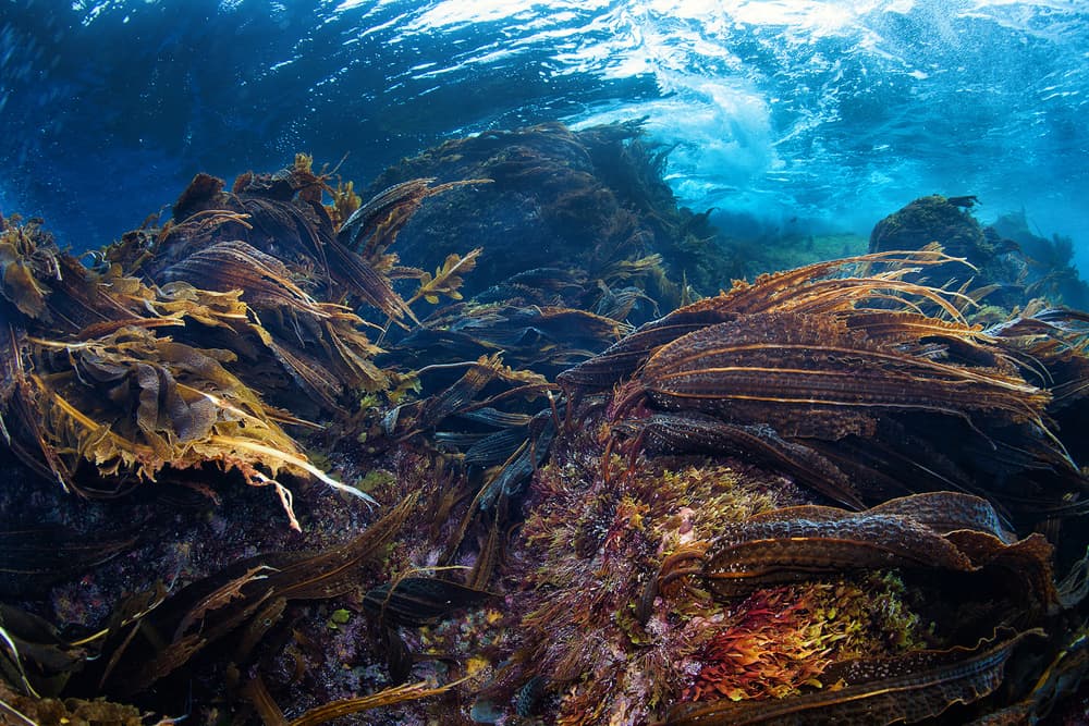 Flowing Underwater Kelp by Andrey Narchuk — canvas wall art