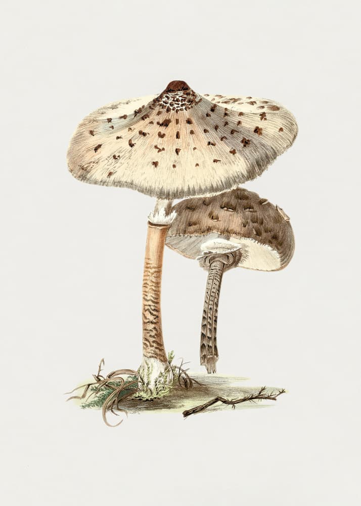 Hand Drawn Parasol Mushroom by Biodiversity Heritage Library — canvas wall art