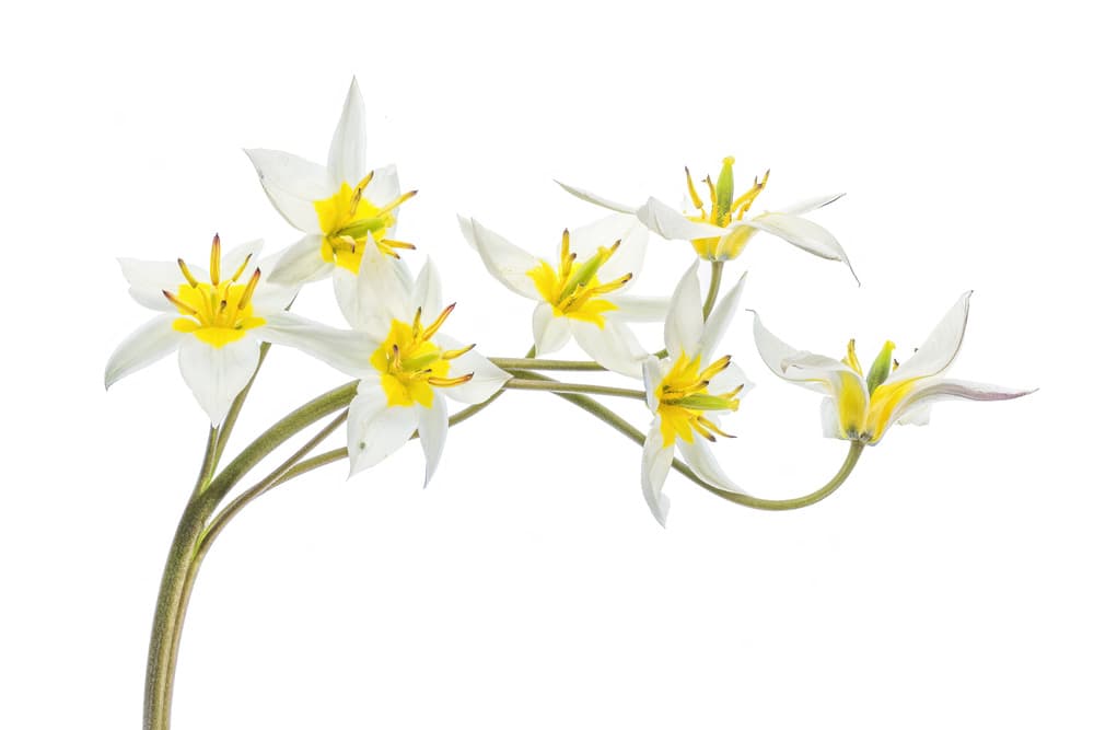 Tulipa Tarda by Mandy Disher — canvas wall art