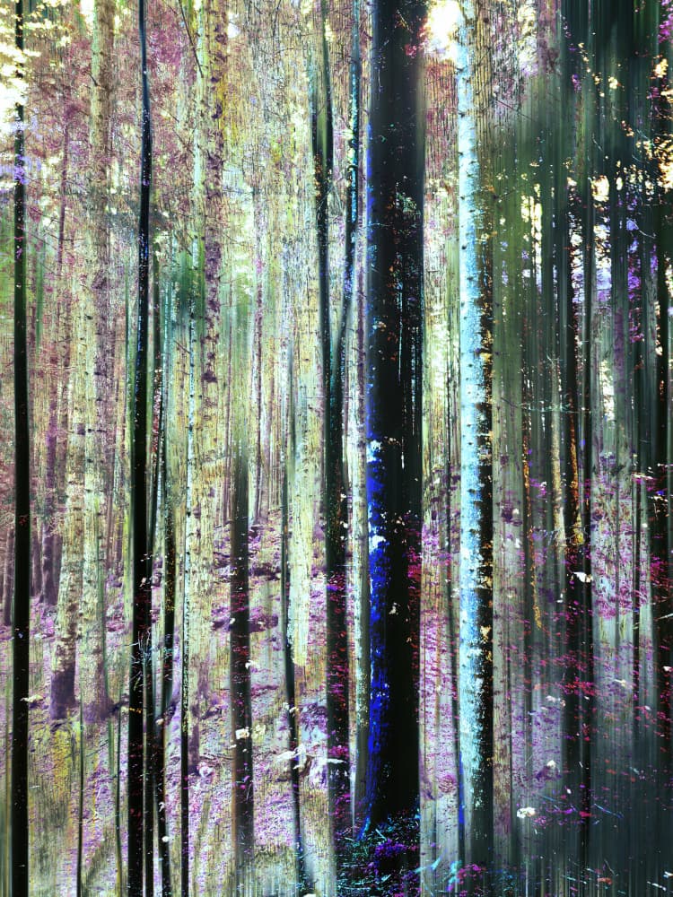 Mystical Forest Hues by Angelo Cerantola — canvas wall art