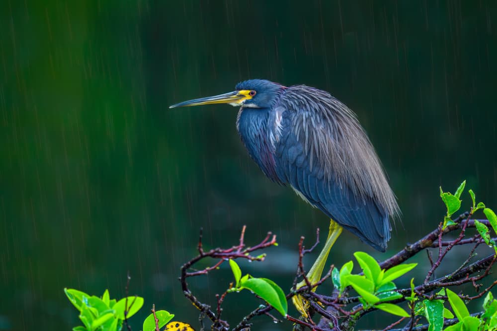 Heron In The Rain by Mike He — canvas wall art