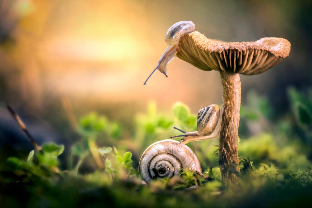 Mushroom Snails Journey by Alberto Ghizzi Panizza — canvas wall art
