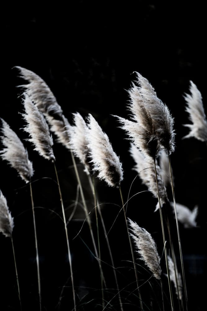 Grass 4 by Mareike Böhmer — canvas wall art