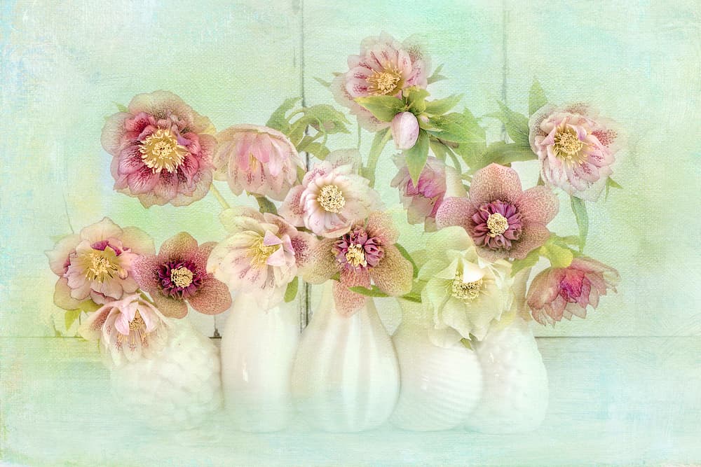 Soft Pink Hellebores by Jacky Parker — canvas wall art