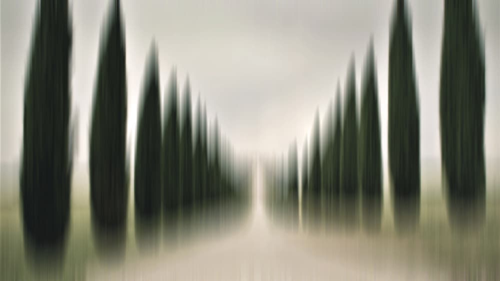 Blurred Cypress Path by Irma Warth — canvas wall art