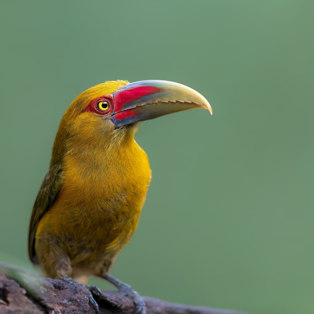 Vibrant Yellow Aracari by GENNARO DI NOTO — canvas wall art