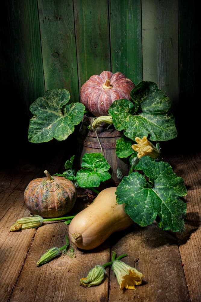 Harvest Pumpkins and Squash by Felice Angelino — canvas wall art