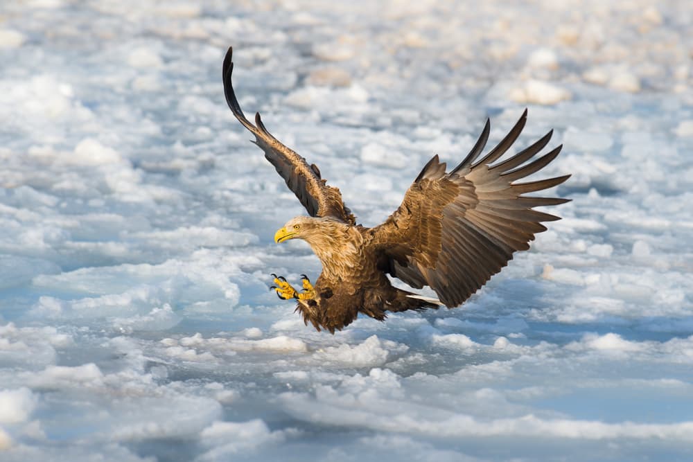 White-Tailed Eagle Landing by C. Mei — canvas wall art