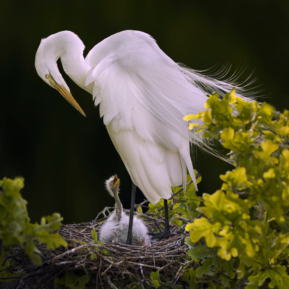 Nesting Egret And Chick by Qing Zhao — canvas wall art