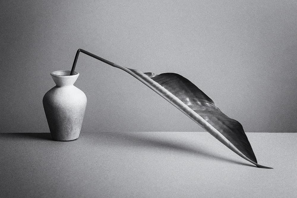 Monochrome Botanical Study by Kristina Oveckova — canvas wall art