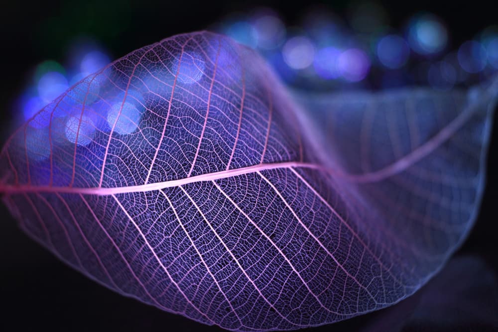Glowing Skeletal Leaf by Shihya Kowatari — canvas wall art