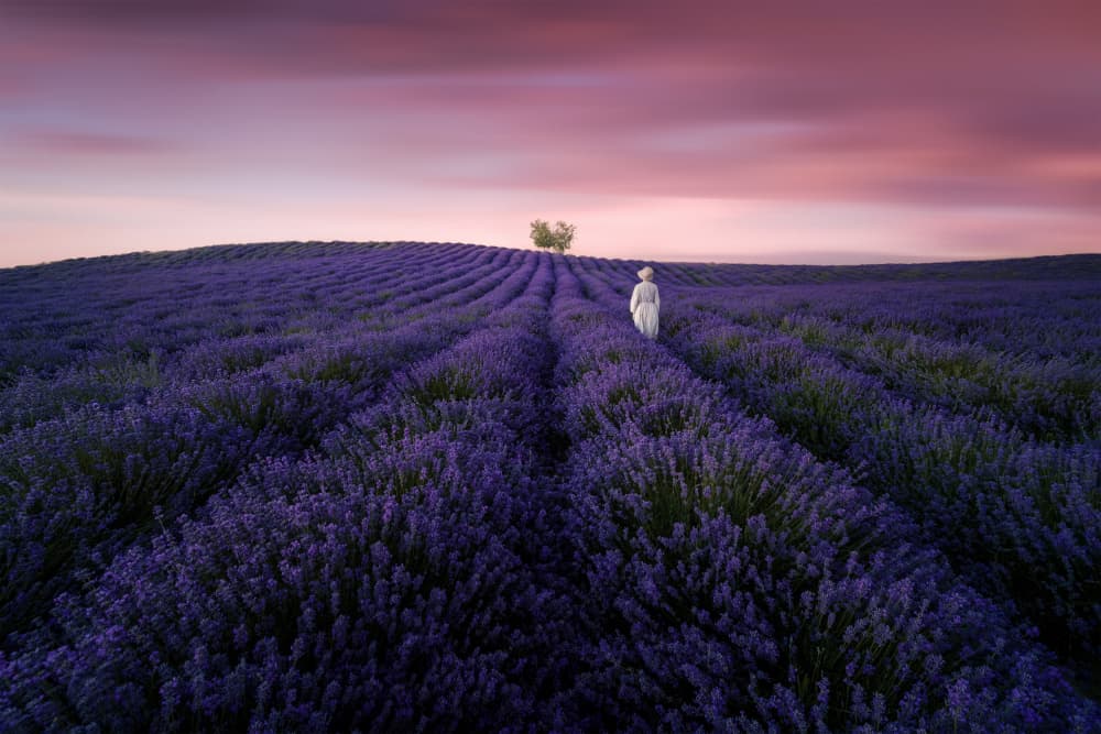 Lavender Field Sunset Walk by Irene Wu — canvas wall art