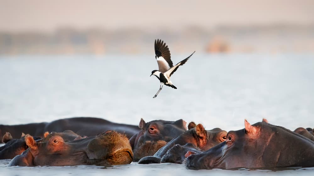 Flying Bird Over Hippos by Phillip Chang — canvas wall art