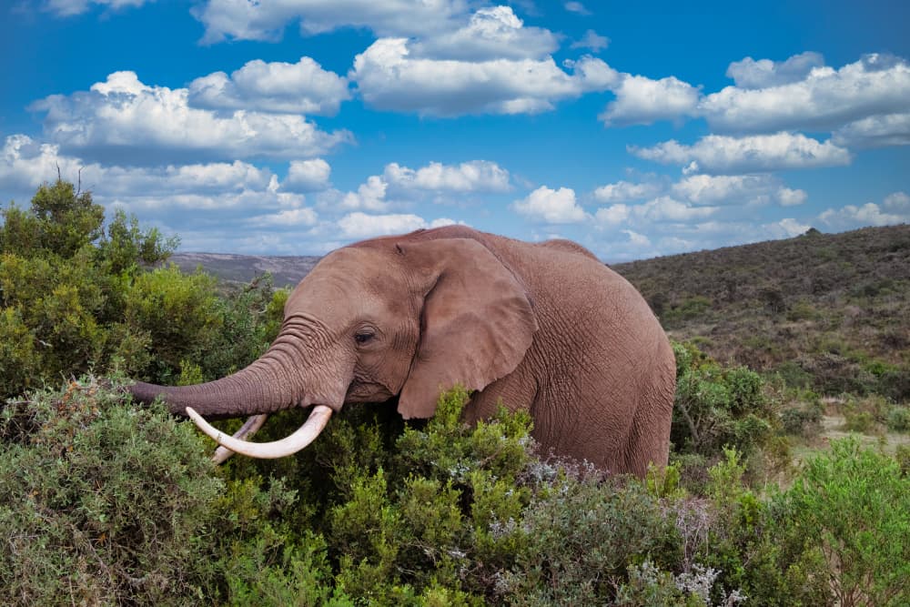 Majestic African Elephant by Dan Edwards — canvas wall art
