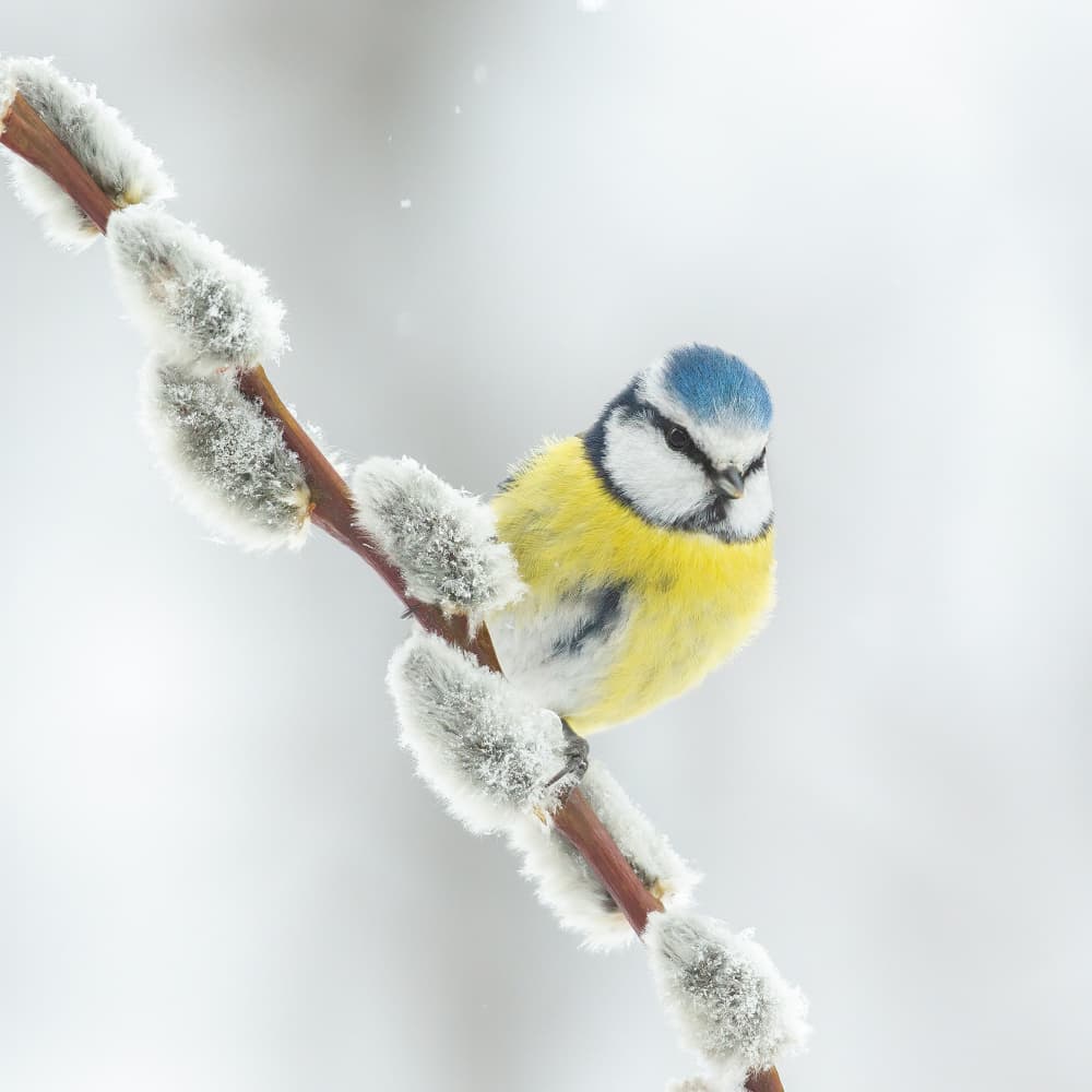 Fluffy Blue Tit Winter by Annie Keizer — canvas wall art
