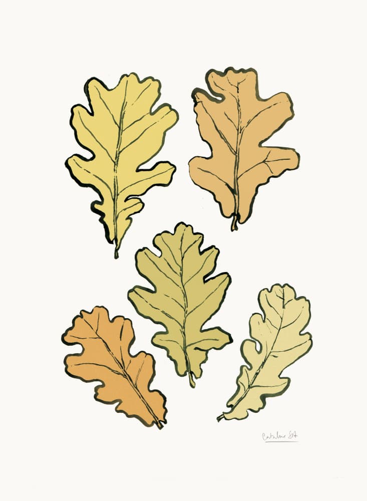 Autumn Oak Leaves by Catalina Somolinos — canvas wall art