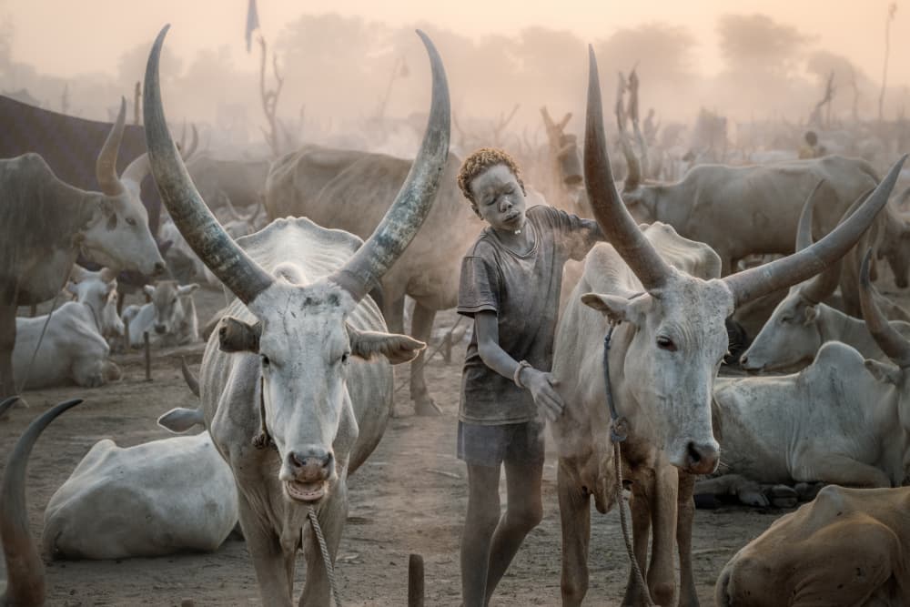 Dinka Boy and Cattle by Trevor Cole — canvas wall art