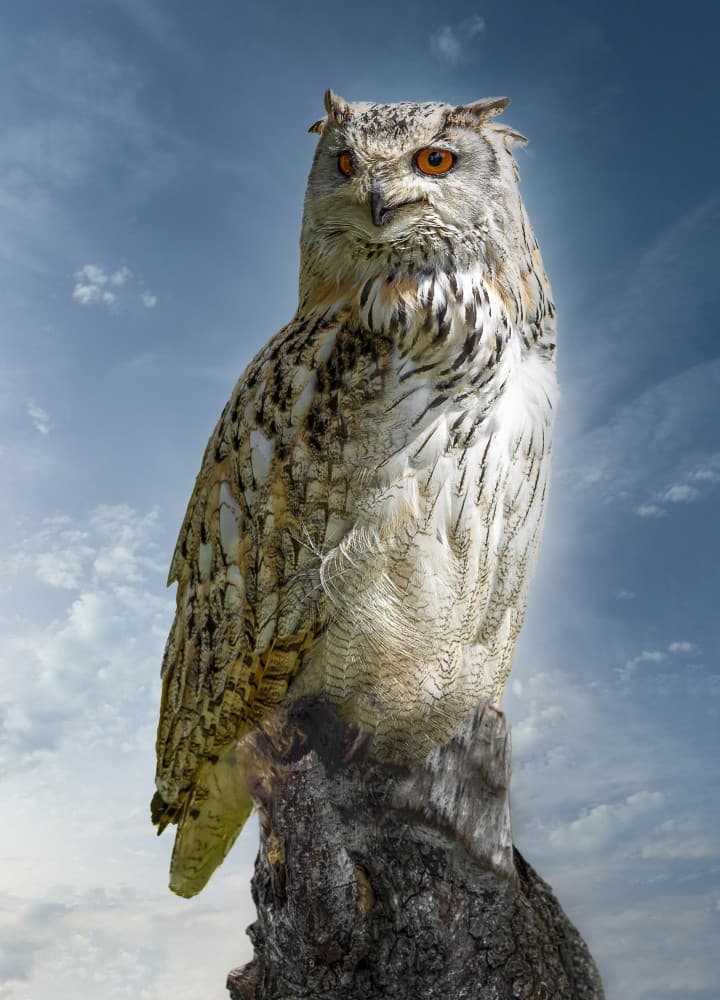 Majestic Eagle Owl by Laruelle Philippe — canvas wall art